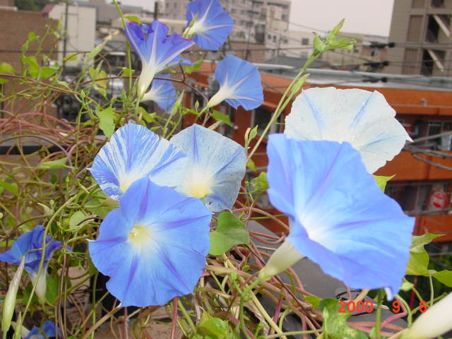 copyright 2000 K.Tsuji