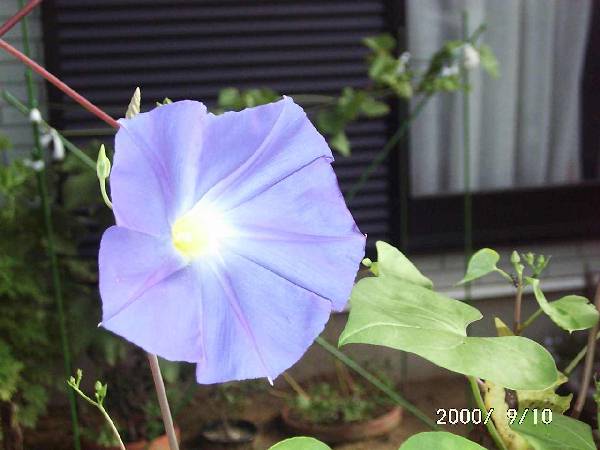 copyright 2000 A.Shiraishi